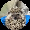 徘徊のハリネズミ 徘徊のハリネズミ