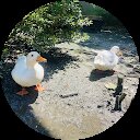 にーとのあひる にーとのあひる